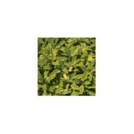 Sauge officinale 'Icterina' (Salvia officinalis) (A. Barra / wikimedia.org)