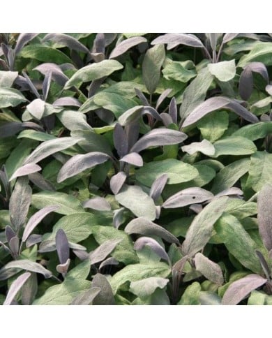 Sauge officinale 'Purpurascens' (Salvia officinalis) (Marie-Elise Liennard)
