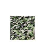 Sauge officinale 'Purpurascens' (Salvia officinalis) (Marie-Elise Liennard)