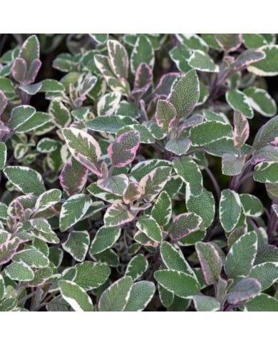 Sauge officinale 'Tricolor' (Salvia officinalis) (Winfried Rusch / Adobe Stock)