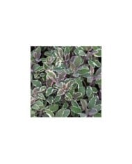 Sauge officinale 'Tricolor' (Salvia officinalis) (Winfried Rusch / Adobe Stock)