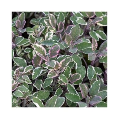 Sauge officinale 'Tricolor' (Salvia officinalis) (Winfried Rusch / Adobe Stock)