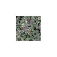 Sauge officinale 'Tricolor' (Salvia officinalis) (Winfried Rusch / Adobe Stock)