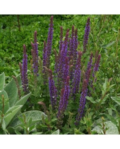 Salvia nemorosa 'Ostfriesland' - Sauge nemorosa (Marie-Elise Liennard)