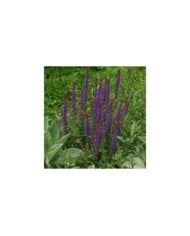 Salvia nemorosa 'Ostfriesland' - Sauge nemorosa (Marie-Elise Liennard)