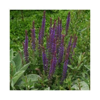 Salvia nemorosa 'Ostfriesland' - Sauge nemorosa (Marie-Elise Liennard)