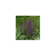 Salvia nemorosa 'Ostfriesland' - Sauge nemorosa (Marie-Elise Liennard)