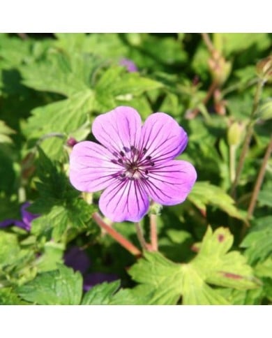 Géranium vivace 'Mary Anne'® (Marie-Elise Liennard)