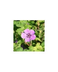 Géranium vivace 'Mary Anne'® (Marie-Elise Liennard)