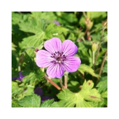 Géranium vivace 'Mary Anne'® (Marie-Elise Liennard)