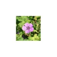 Géranium vivace 'Mary Anne'® (Marie-Elise Liennard)