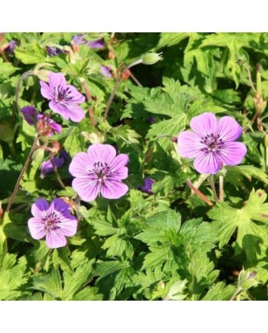 Géranium vivace 'Mary Anne'® (Marie-Elise Liennard)