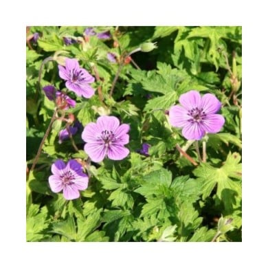 Géranium vivace 'Mary Anne'® (Marie-Elise Liennard)