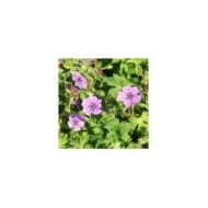 Géranium vivace 'Mary Anne'® (Marie-Elise Liennard)