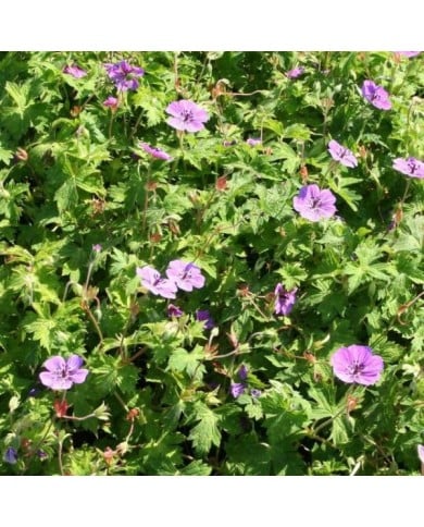Géranium vivace 'Mary Anne'® (Marie-Elise Liennard)