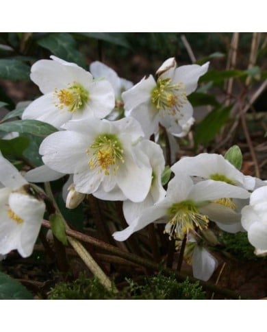 Helleborus niger - Rose de Noël (alehuener / Adobe Stock)