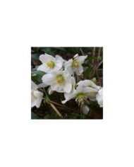Helleborus niger - Rose de Noël (alehuener / Adobe Stock)
