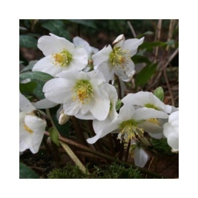 Helleborus niger - Rose de Noël (alehuener / Adobe Stock)