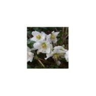 Helleborus niger - Rose de Noël (alehuener / Adobe Stock)