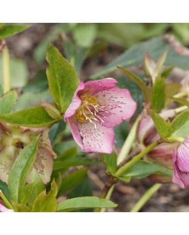 Helleborus orientalis 'Pink Spotted Lady' (Marc / Adobe Stock)
