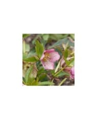 Helleborus orientalis 'Pink Spotted Lady' (Marc / Adobe Stock)