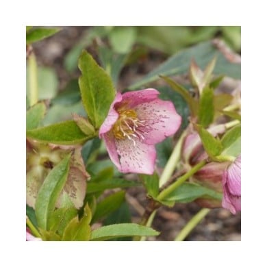 Helleborus orientalis 'Pink Spotted Lady' (Marc / Adobe Stock)