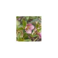 Helleborus orientalis 'Pink Spotted Lady' (Marc / Adobe Stock)