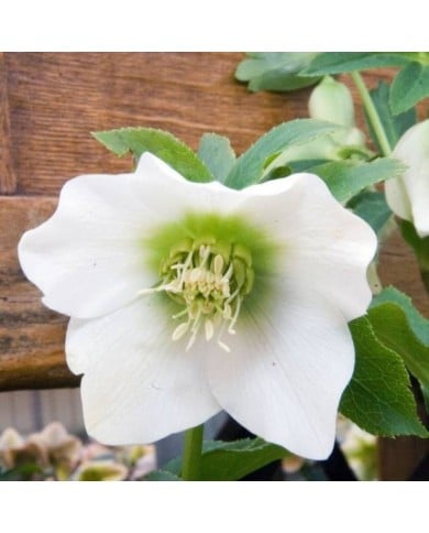Helleborus orientalis 'White Lady' (David J. Stang / wikimedia.org)