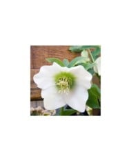 Helleborus orientalis 'White Lady' (David J. Stang / wikimedia.org)