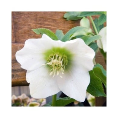 Helleborus orientalis 'White Lady' (David J. Stang / wikimedia.org)