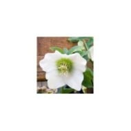 Helleborus orientalis 'White Lady' (David J. Stang / wikimedia.org)