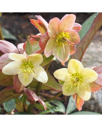 Helleborus ballardiae 'Candy Love' (Agnieszka Kwiecie? - Nova / wikimedia.org)