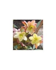 Helleborus ballardiae 'Candy Love' (Agnieszka Kwiecie? - Nova / wikimedia.org)