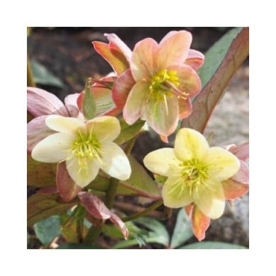 Helleborus ballardiae 'Candy Love' (Agnieszka Kwiecie? - Nova / wikimedia.org)