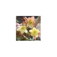 Helleborus ballardiae 'Candy Love' (Agnieszka Kwiecie? - Nova / wikimedia.org)