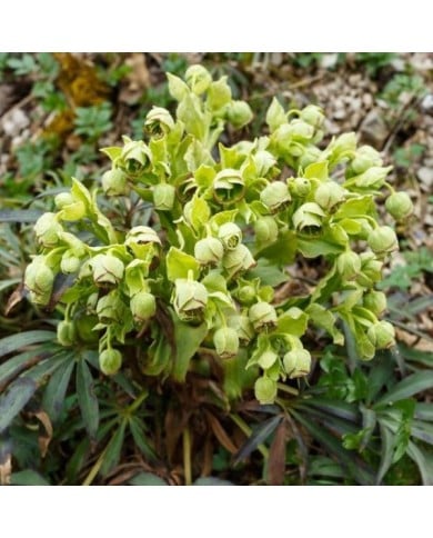 Helleborus foetidus (Schlesier / Adobe Stock)