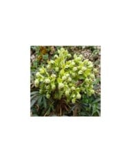 Helleborus foetidus (Schlesier / Adobe Stock)