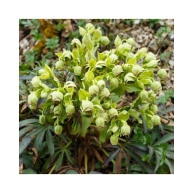 Helleborus foetidus (Schlesier / Adobe Stock)