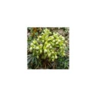 Helleborus foetidus (Schlesier / Adobe Stock)