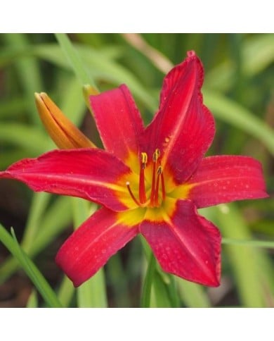 Hemerocallis 'Alan' (Agnieszka Kwiecie? - Nova / wikimedia.org)