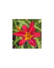 Hemerocallis 'Alan' (Agnieszka Kwiecie? - Nova / wikimedia.org)