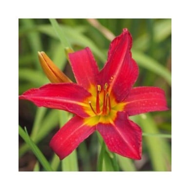 Hemerocallis 'Alan' (Agnieszka Kwiecie? - Nova / wikimedia.org)