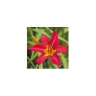 Hemerocallis 'Alan' (Agnieszka Kwiecie? - Nova / wikimedia.org)