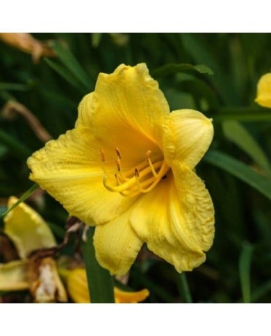 Hemerocallis 'Happy Returns' (Dominicus Johannes Bergsma / wikimedia.org)