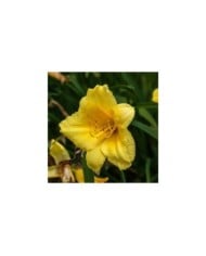 Hemerocallis 'Happy Returns' (Dominicus Johannes Bergsma / wikimedia.org)