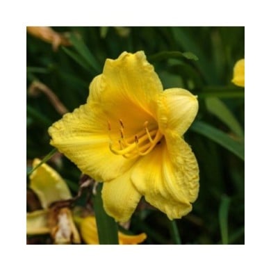 Hemerocallis 'Happy Returns' (Dominicus Johannes Bergsma / wikimedia.org)