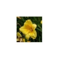 Hemerocallis 'Happy Returns' (Dominicus Johannes Bergsma / wikimedia.org)