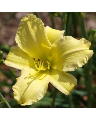 Hemerocallis 'Alice in Wonderland' (F. D. Richards / flickr.com)