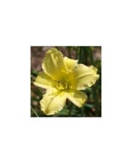 Hemerocallis 'Alice in Wonderland' (F. D. Richards / flickr.com)