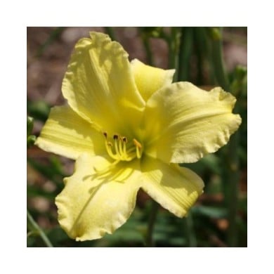 Hemerocallis 'Alice in Wonderland' (F. D. Richards / flickr.com)
